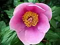 Paeonia De Gennargentu