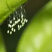 Huevos de Chrysopidae