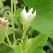 Flor masculina durante su apertura al final de la tarde. Las plantas son una típica enredadera cucurbitácea con flores grandes similares a las del zapallo (Cucurbita) que se diferencian fácilmente de éste por su color blanco. Duran una sola noche.