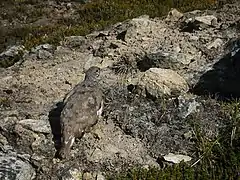 Perdiz blanca  en el área salvaje Glacier Peak