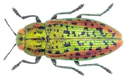 Lamprodila gloriosa