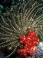 Anclado a Dendronephthya sp