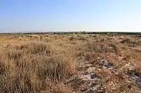 Arenales con barrón (Ammophila arenaria).