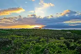 Paisaje vitícola de la isla del Pico