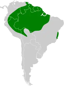 Distribución geográfica de la plañidera cenicienta.