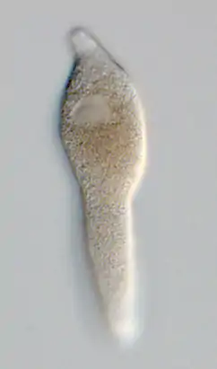 Lankesteria (Apicomplexa, Alveolata)