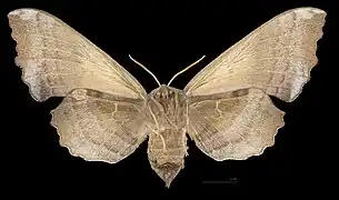 ♀ △