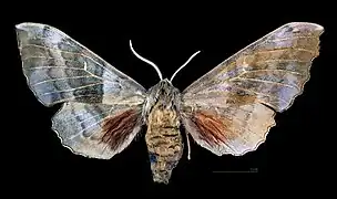 ♂ ♀