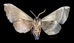 ♂ ♀ △