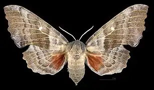 ♀