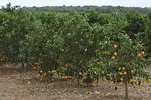 Naranja en Sao Paulo. En 2018 Brasil fue el mayor productor mundial, y América Latina abarcó el 30% de la producción global de esta fruta.