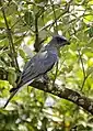 Oruguero de Macé (Coracina macie) en Dobanki en la Sundarban Tiger Reserve en el distrito South 24 Parganas de Bengala Occidental, India.