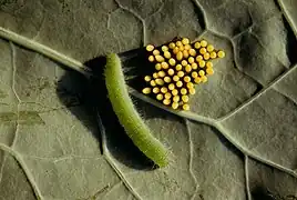 Oruga de Pieris rapae y huevos de Pieris brassicae