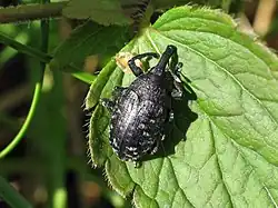 Larinus sturnus