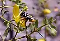 Flor de Larrea divaricata siendo visitada por Megachile sp.