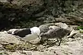 Gaviota cocinera (Larus dominicanus).