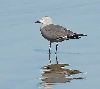 Gaviota Gris (Larus modestus)