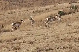 Las Cienegas