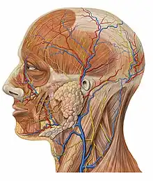 Detalle de anatomía lateral de la cabeza