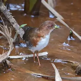 Laterallus leucopyrrhus Red-and-white Crake