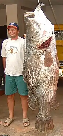 La perca del Nilo, uno de los mayores peces de agua dulce, es una peligrosa especie invasora.