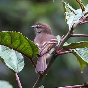 Lathrotriccus euleri Euler's Flycatcher