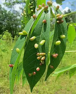 Agallas en las hojas de Yuca (Manihot esculenta) por el insecto Iatrophobia brasiliensis