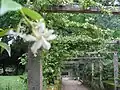 Paseo con pérgola de rosales y jazmines en el jardín inglés.