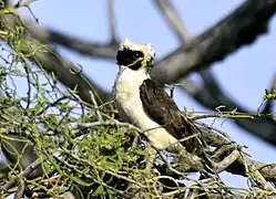 Halcón reidor, (Herpetotheres cachinnans), conocido en el país como "guaco", fotografiado en Liberia, Guanacaste.