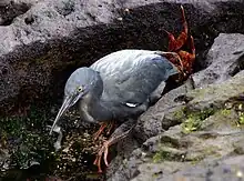 Garza de lava, gris con pico largo y patas rojas y con pequeños peces en el pico entre rocas grises