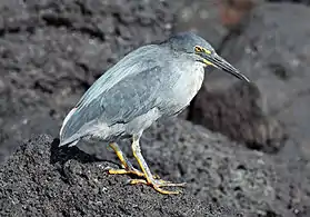 En las Islas Galápagos