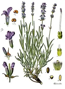 Lavandula angustifolia Mill.