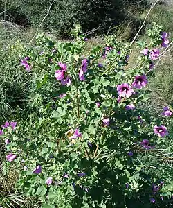 Lavatera arbórea (Lavatera arborea).