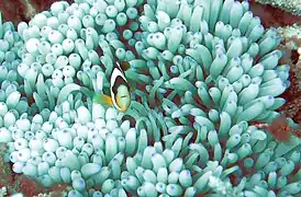 Heteractis malu y Amphiprion clarkii