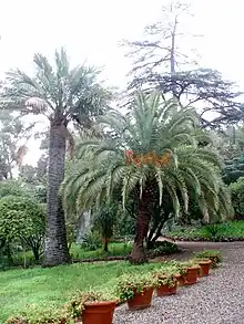 Un Jubaea chilensis y un Phoenix canariensis en el Plantier de Costebelle