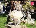 Lemur catta