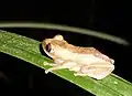 Adulto en una hoja de Cyperus dives