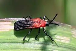 Chalepus sanguinicollis, Gran Caimán