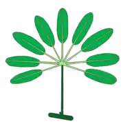 Hoja compuesta, en este caso palmada. Se observa la yema, el pecíolo (en verde oscuro) y los folíolos con su peciolulo (en verde claro).