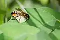 Megachile centuncularis cortando una hoja