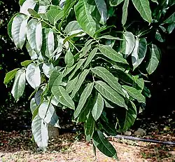 Swietenia macrophyllaMara (Caoba)