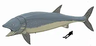 El extinto Leedsichthys es el mayor de los peces con esqueleto óseo conocidos