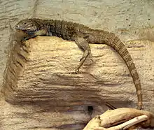 Una iguana cubana juvenil de color marrón tomando el sol en un recinto en un zoológico, mirando hacia la izquierda.