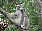 Lemur catta