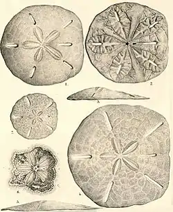 Leodia sexiesperforata, por Louis Agassiz (1841).