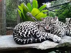 Manigordo. Ocelote. Costa Rica