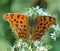 Polygonia c-aureum