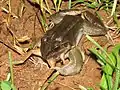 Leptodactylus latrans comiendo otro anuro