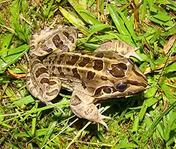 Rana criolla (Leptodactylus latrans)