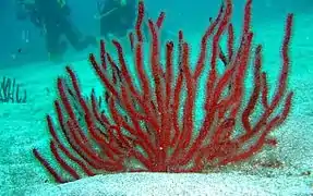 Leptogorgia ruberrima,  Playa San Juan, Isla de Tenerife